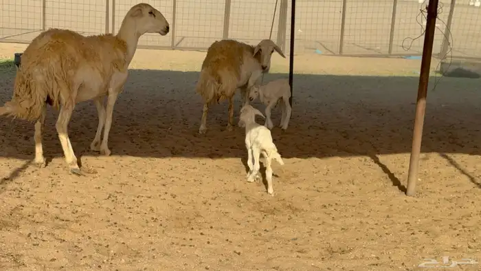 رخال حريات حرش مضاريع نوادر عددها 65 معاها 4 والفحل 0