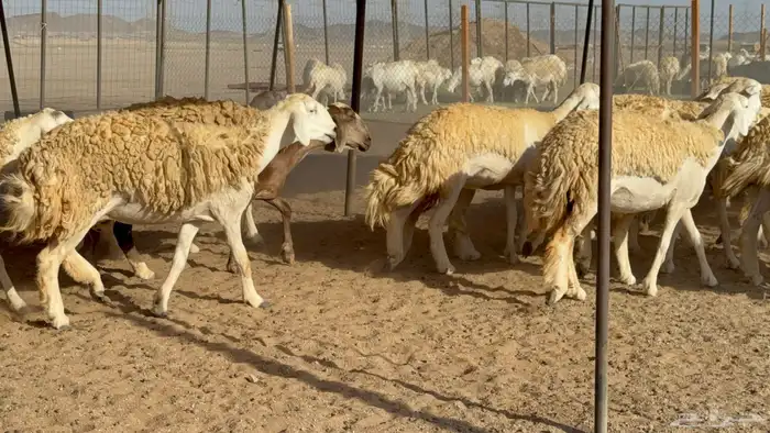 رخال حريات حرش مضاريع نوادر عددها 65 معاها 4 والفحل 19