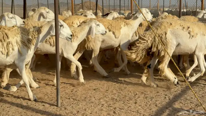 رخال حريات حرش مضاريع نوادر عددها 65 معاها 4 والفحل 2