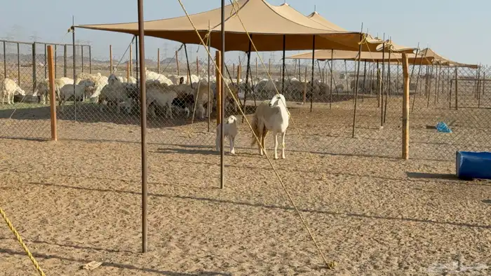 رخال حريات حرش مضاريع نوادر عددها 65 معاها 4 والفحل 4