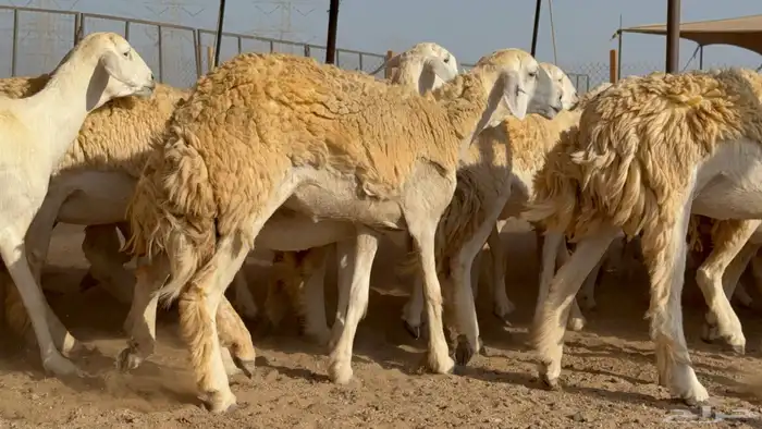 رخال حريات حرش مضاريع نوادر عددها 65 معاها 4 والفحل 26