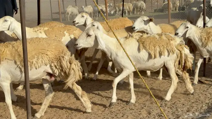 رخال حريات حرش مضاريع نوادر عددها 65 معاها 4 والفحل 21