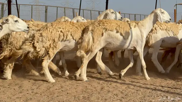 رخال حريات حرش مضاريع نوادر عددها 65 معاها 4 والفحل 25