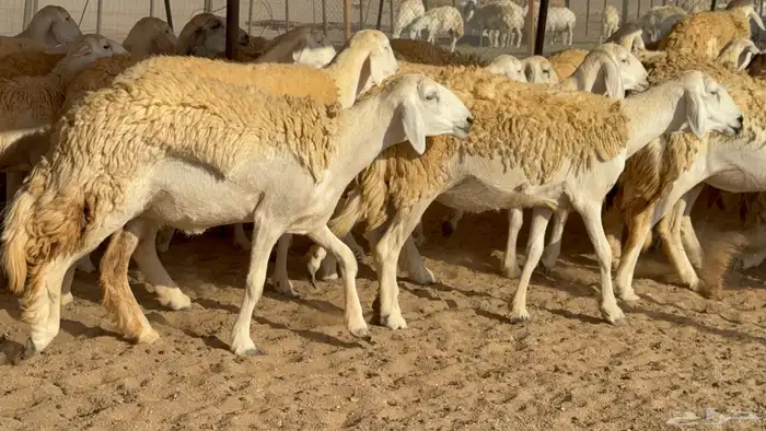 رخال حريات حرش مضاريع نوادر عددها 65 معاها 4 والفحل 6