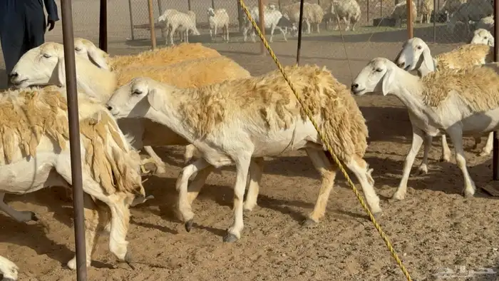 رخال حريات حرش مضاريع نوادر عددها 65 معاها 4 والفحل 17