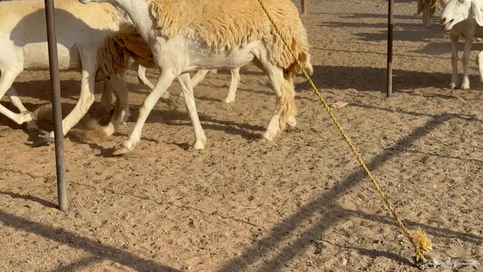 رخال حريات حرش مضاريع نوادر عددها 65 معاها 4 والفحل 5