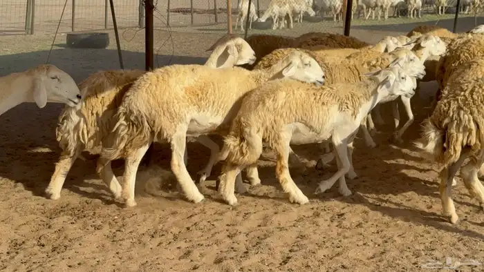 رخال حريات حرش مضاريع نوادر عددها 65 معاها 4 والفحل 32