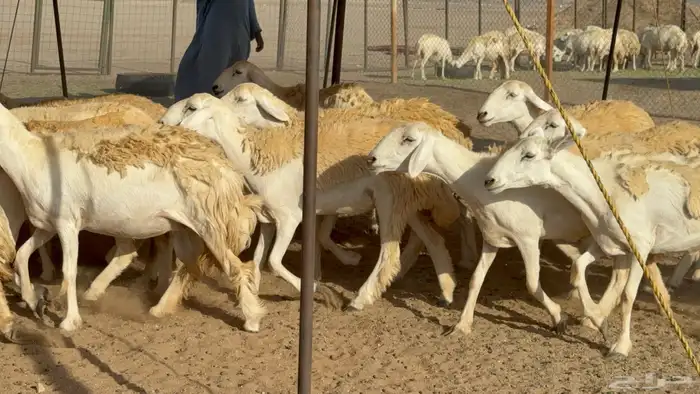 رخال حريات حرش مضاريع نوادر عددها 65 معاها 4 والفحل 35