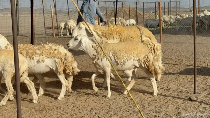 رخال حريات حرش مضاريع نوادر عددها 65 معاها 4 والفحل 14