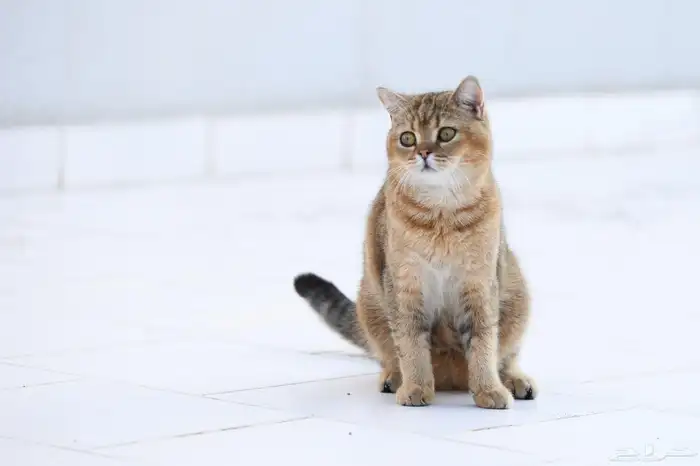 قط اسكوتش 7
