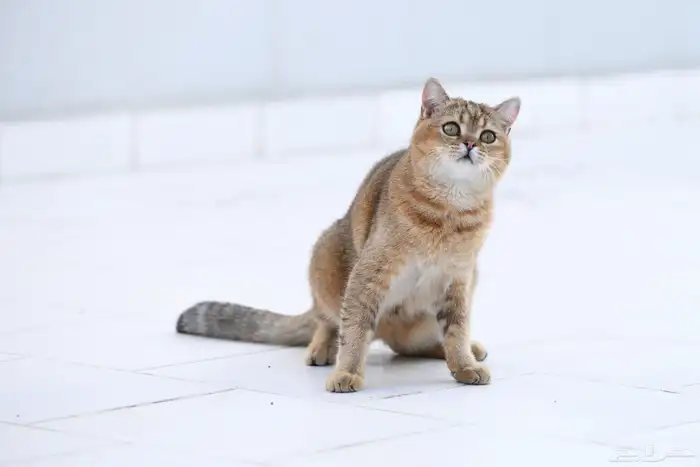 قط اسكوتش 9