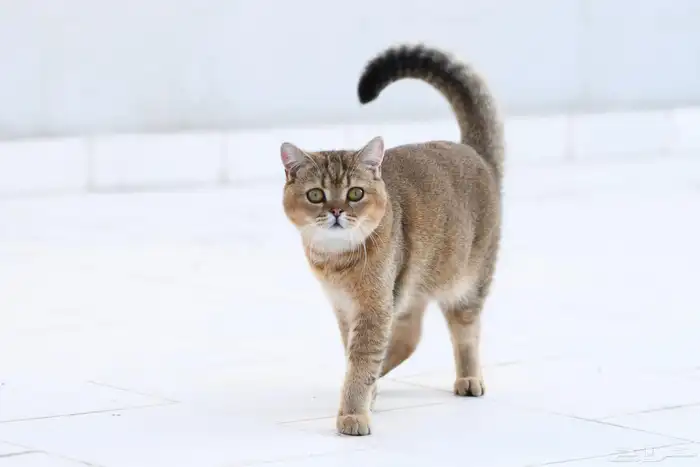 قط اسكوتش 6