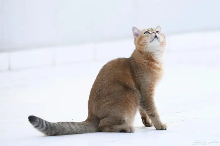 قط اسكوتش 3