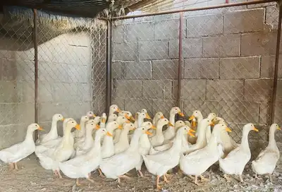 للبيع بط بكيني index