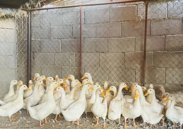 للبيع بط بكيني 1