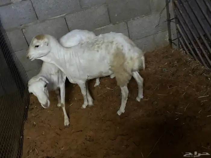 طليان رفيديات وبرابر مرآبي 1