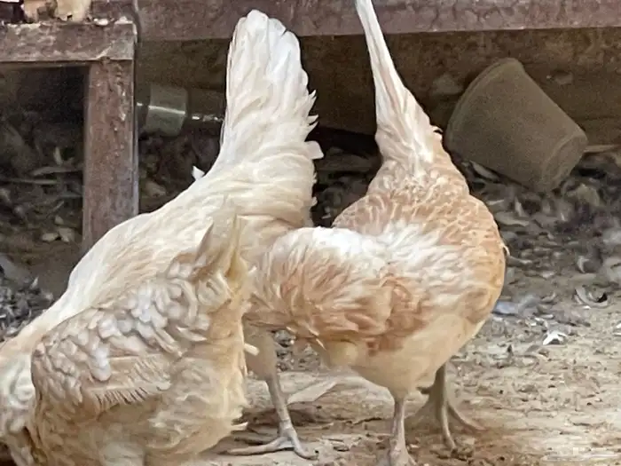 دجاج بولش أمريكي 3