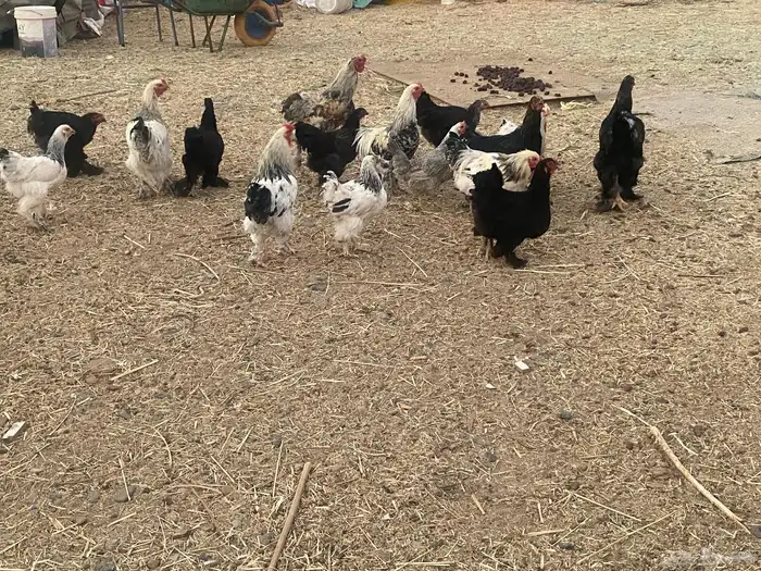 براهما للبيع عدد 18 2