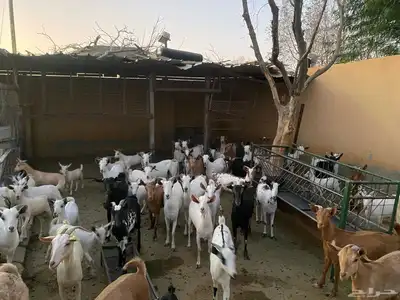 مراح واحد جنوبية من جذعة إلى تامة عدد 57 مع الفحول 2 index