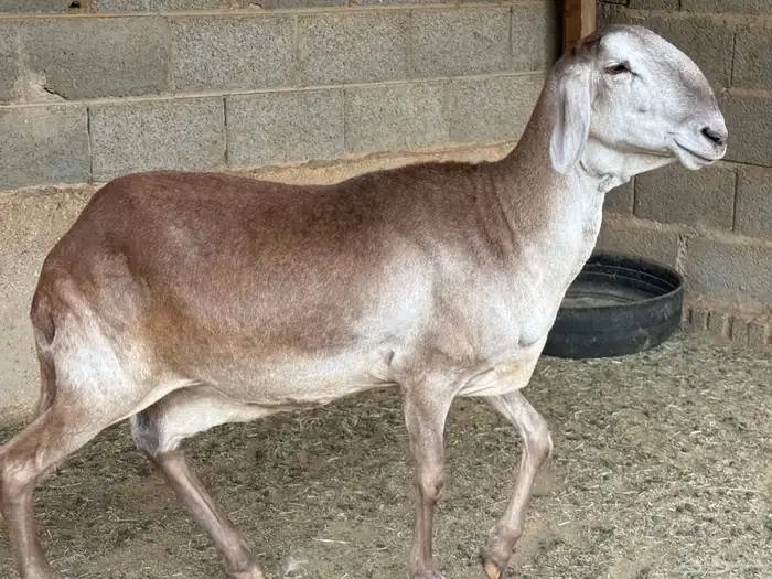 شاة سواكنية دافع 2