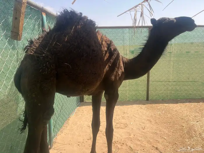 قعود 0