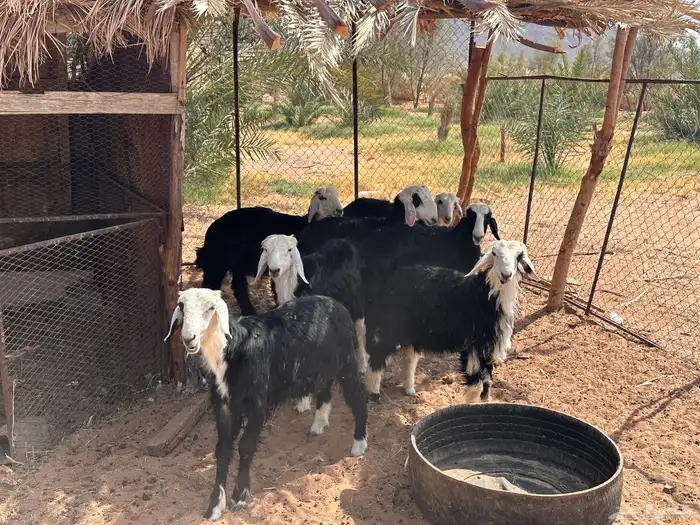 طليان نجد العلا 3
