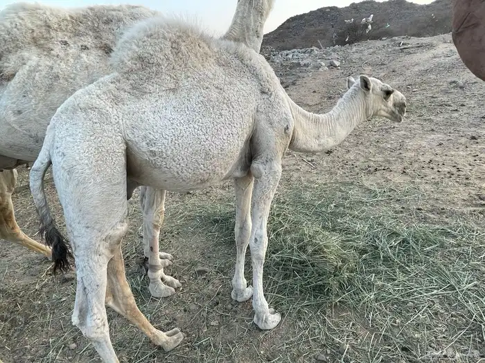 جعرانة بجوار الحديقة 3