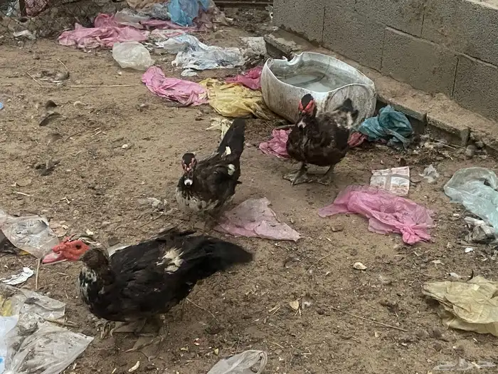 بط مصري 1