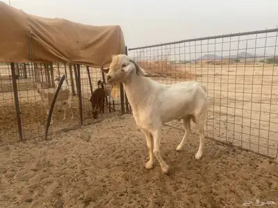 تيس بيشي صنف index