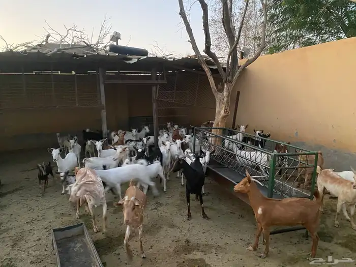 مراح واحد جنوبية من جذعة إلى تامة عدد 57 مع الفحول 2 5