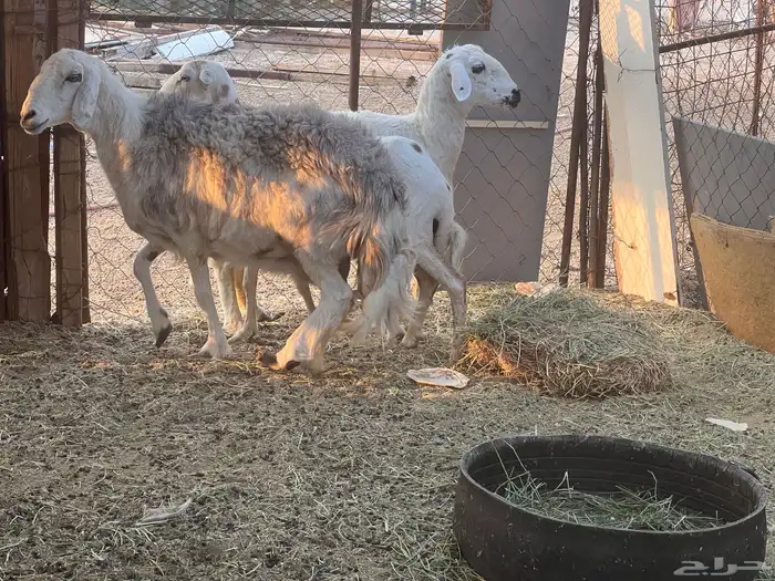 ضان مضاريع 0