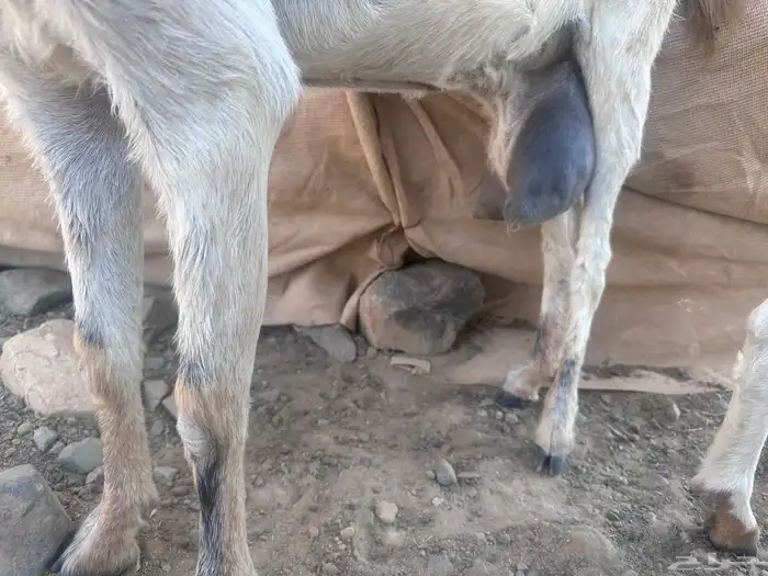 ماعز حلوب للبيع 0
