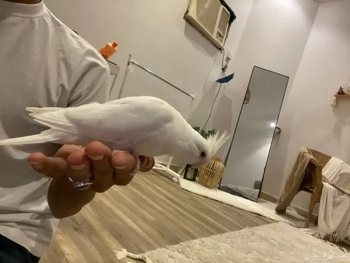 فرخين كروان البينو   هولندي حجم جانبو للبيع 3