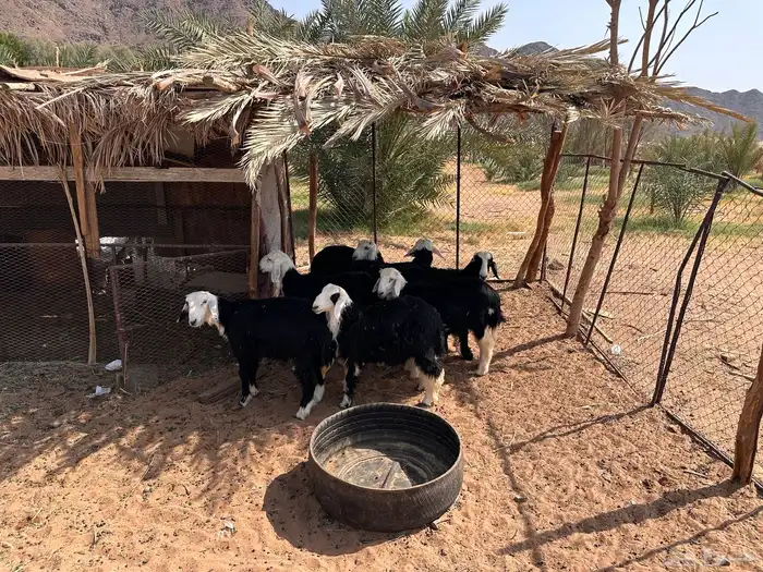 طليان نجد العلا 0