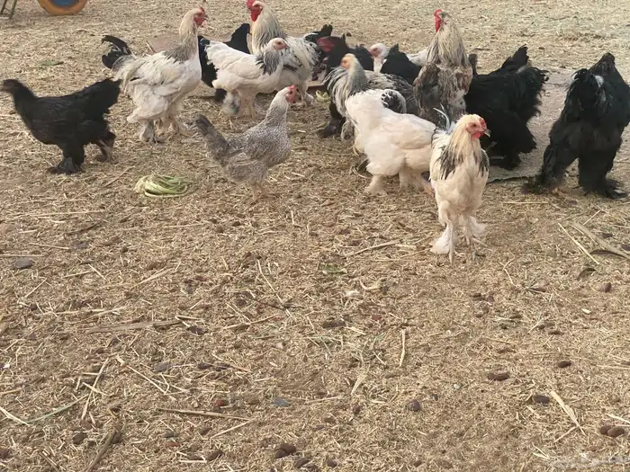 براهما للبيع عدد 18 1