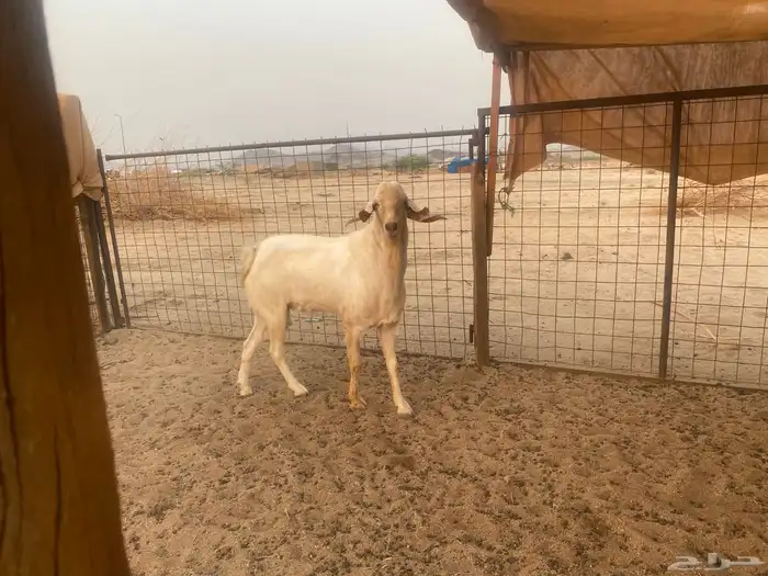تيس بيشي صنف 12