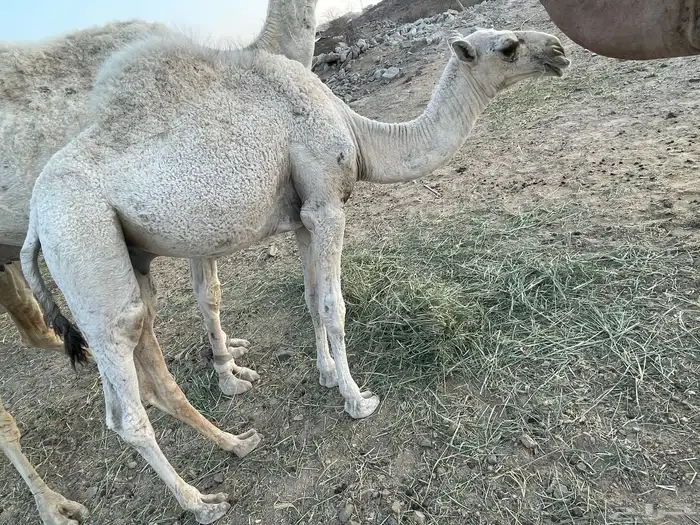 جعرانة بجوار الحديقة 2
