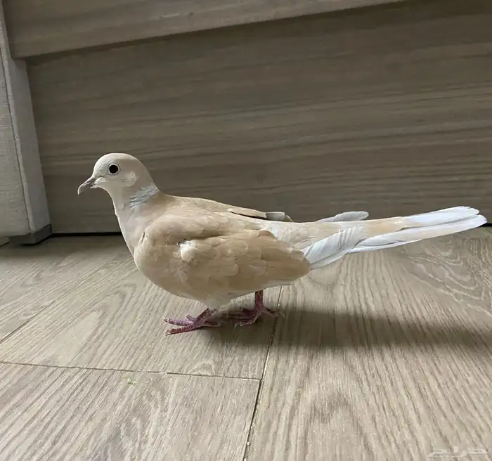 انثى قمري هولندي منتجة 0