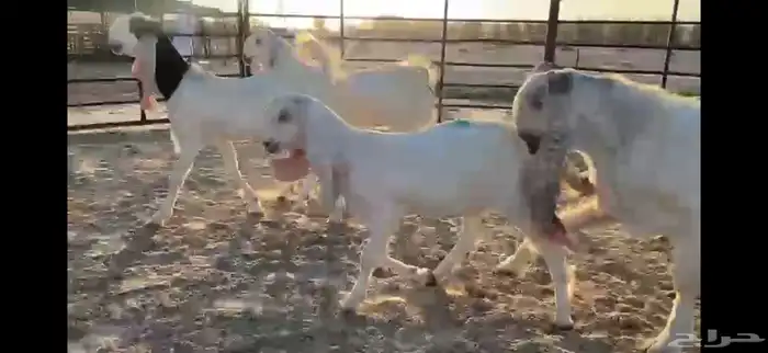 للبيع 8 جفار بفحلها بيض مطوره نوادر 7
