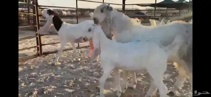 للبيع 8 جفار بفحلها بيض مطوره نوادر 6