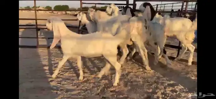 للبيع 8 جفار بفحلها بيض مطوره نوادر 3