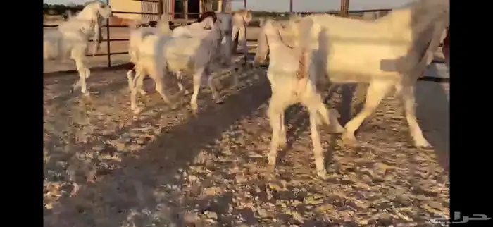 للبيع 8 جفار بفحلها بيض مطوره نوادر 14