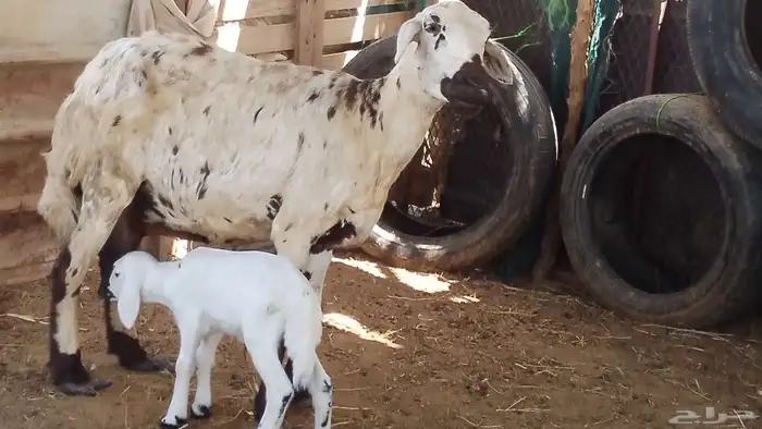 نعجه حريه منتوج فاخره 4