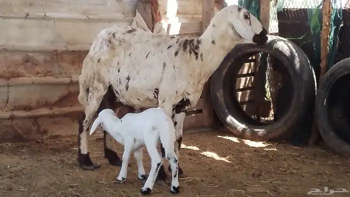 نعجه حريه منتوج فاخره 3