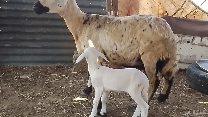 نعجه حريه منتوج فاخره 2