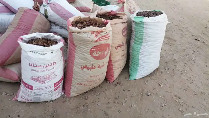 علف تمر للبيع ماشاء الله تبارك الله 7