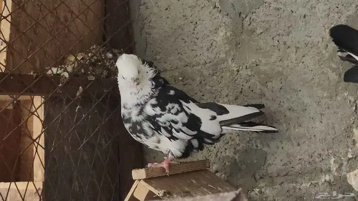 ذكر قندي كوري مستوى طيب top 0