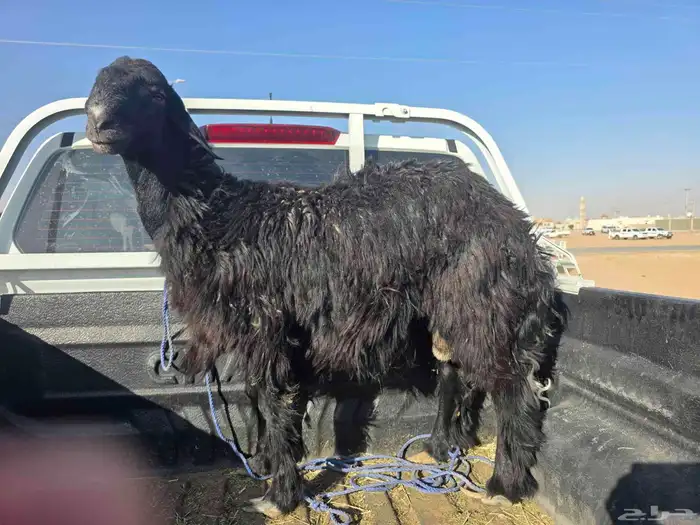 خروف للبيع ابوه نجدي وامه حريه 2