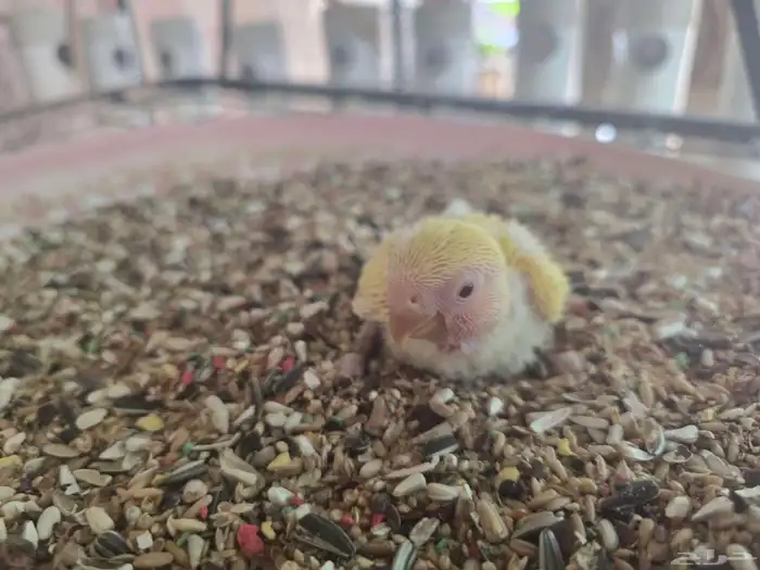 فرخ روز لاتينو ريد فيس للبيع(تم البيع) 1