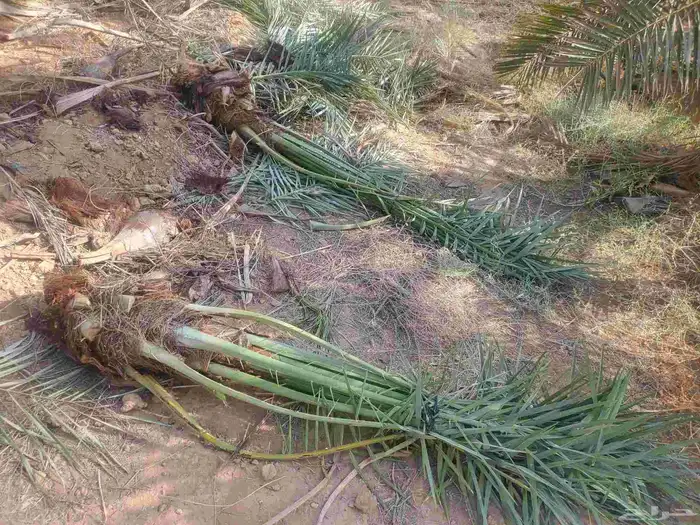 نخيل البيع 1